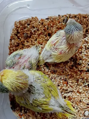Budgerigar Baby