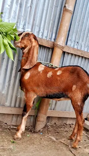 হাই কোয়ালিটি তোতাপুরি মেয়ে বাচ্চা