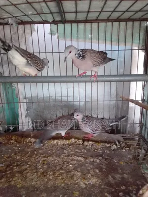 5 Local Doves for Sale