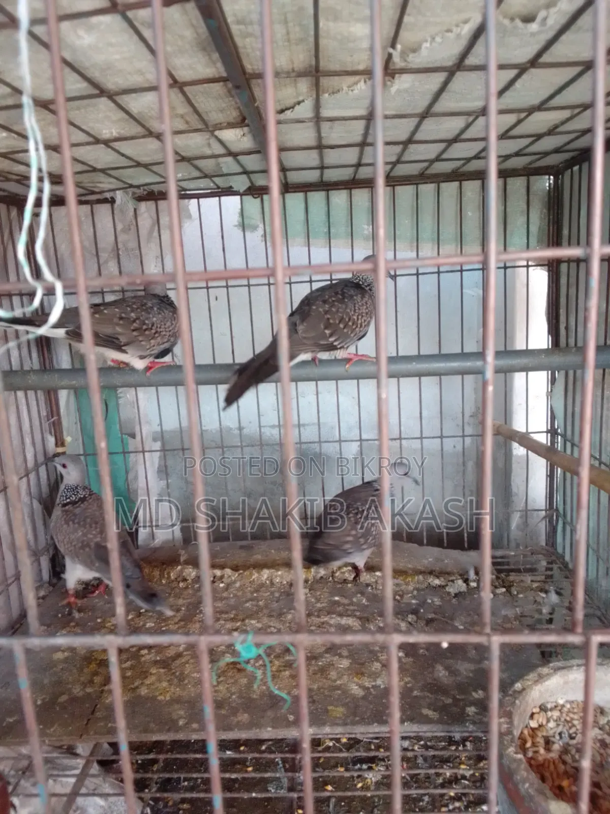 5 Local Doves for Sale