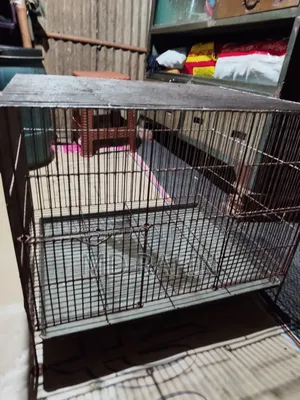 Bird Cage