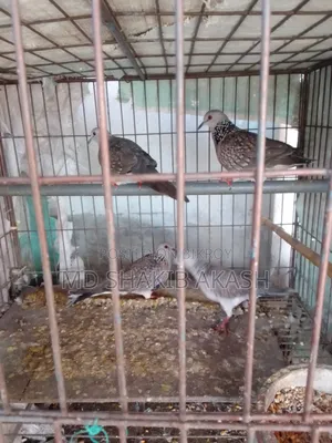 5 Local Doves for Sale