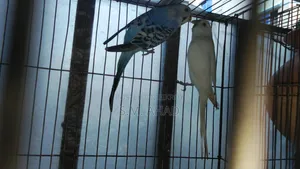 বাজিগর পাখি