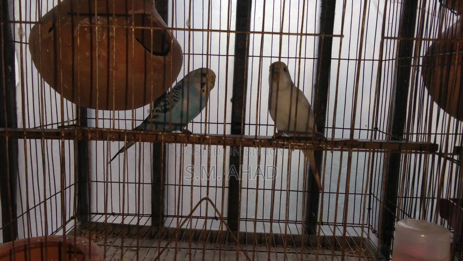 বাজিগর পাখি
