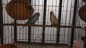 বাজিগর পাখি