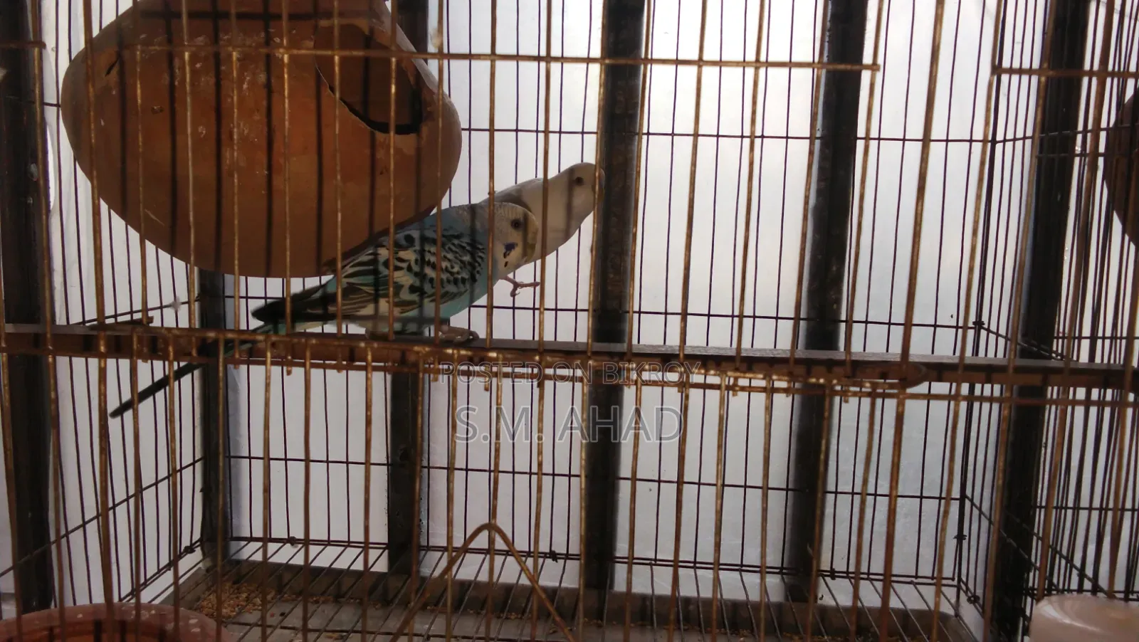বাজিগর পাখি