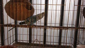 বাজিগর পাখি