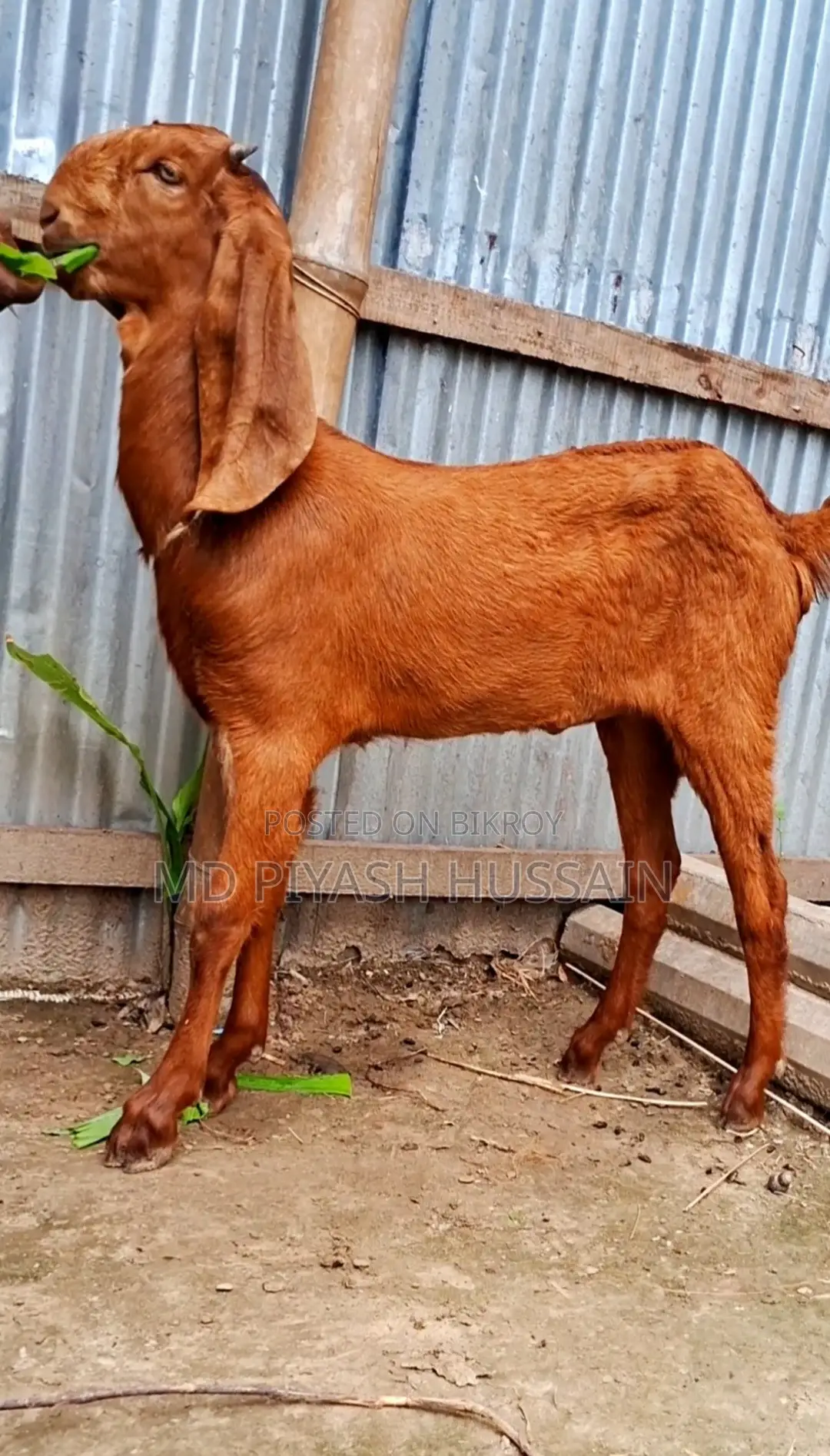 হাই কোয়ালিটি তোতাপুরি মেয়ে বাচ্চা