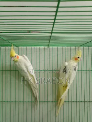 কোকাটেল জোড়া