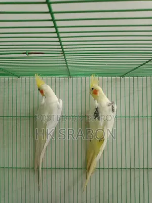 কোকাটেল জোড়া