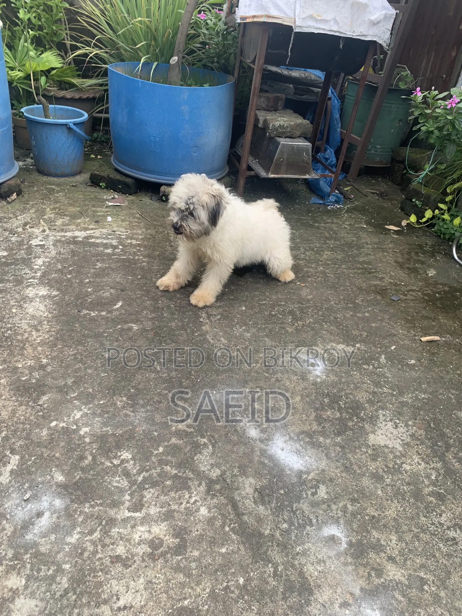 1-3 months Male Purebred Lhasa Apso