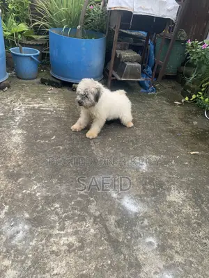 1-3 months Male Purebred Lhasa Apso