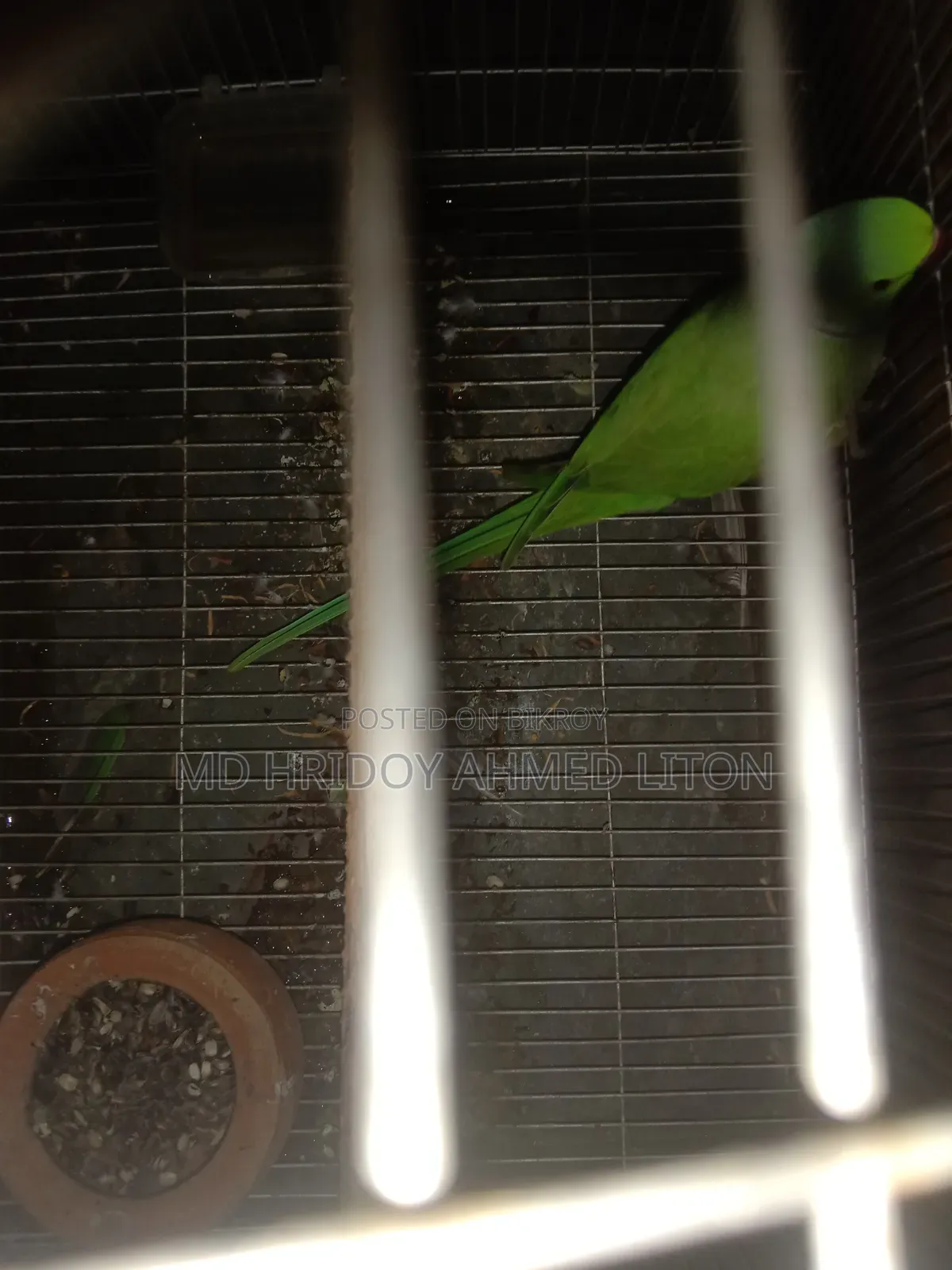 ইন্ডিয়ান রিং নেট টিয়া পাখি।
