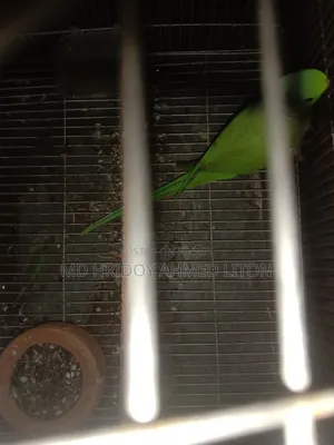 ইন্ডিয়ান রিং নেট টিয়া পাখি।