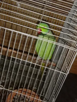 ইন্ডিয়ান রিং নেট টিয়া পাখি।