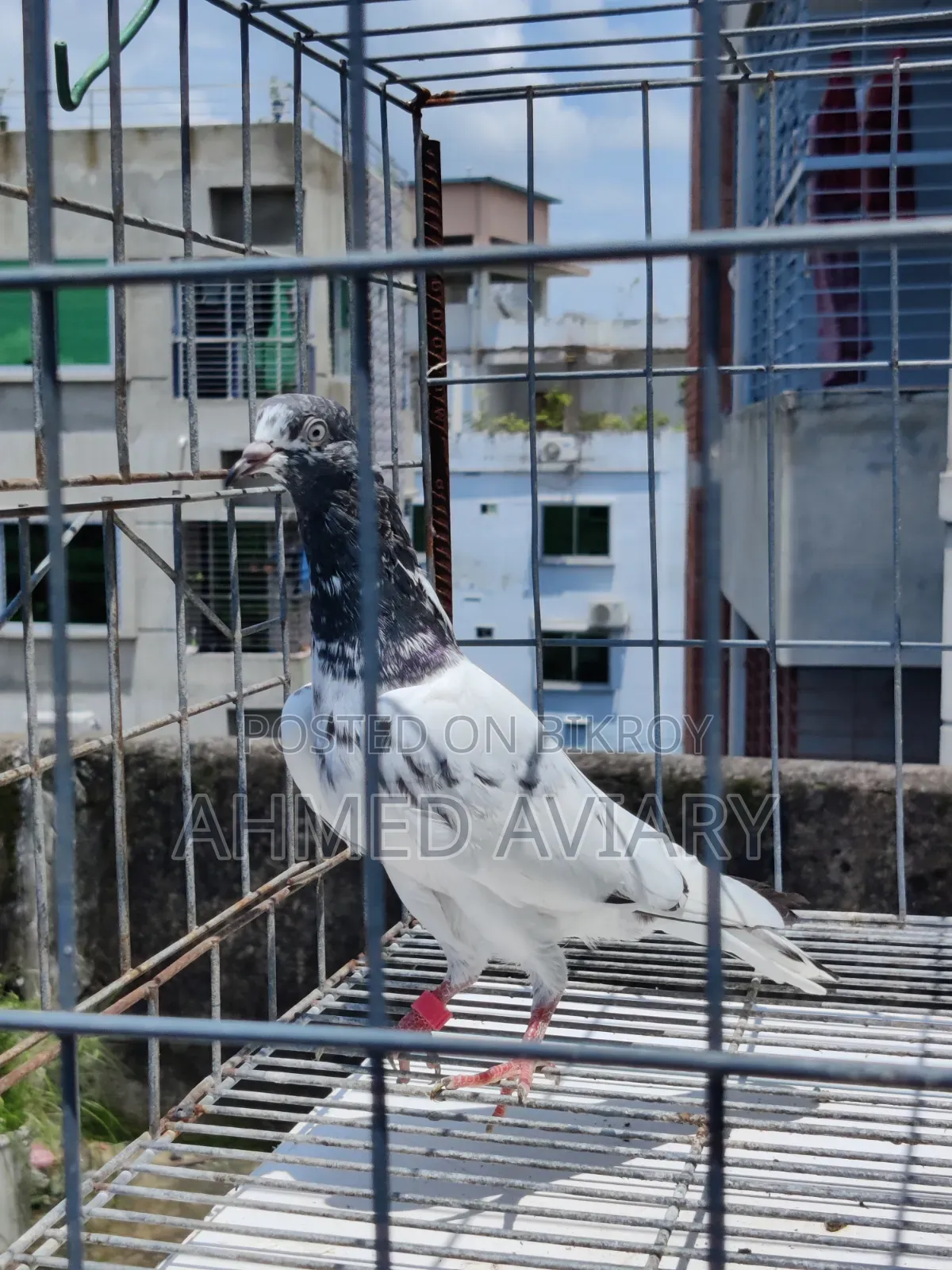 টেডি মাদি ২ টা