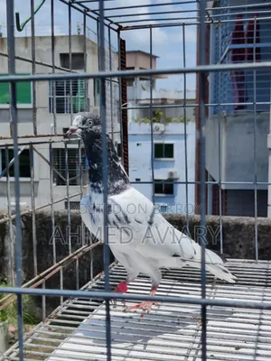 টেডি মাদি ২ টা