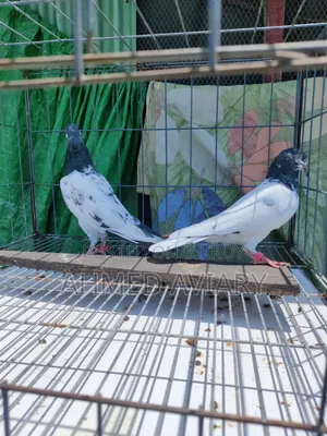 টেডি মাদি ২ টা