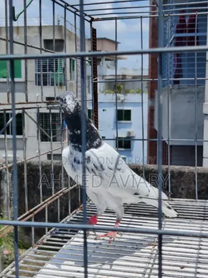 টেডি মাদি ২ টা