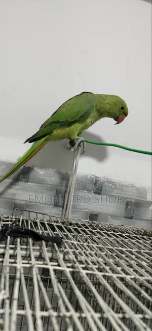 Indian Ringneck Parrot