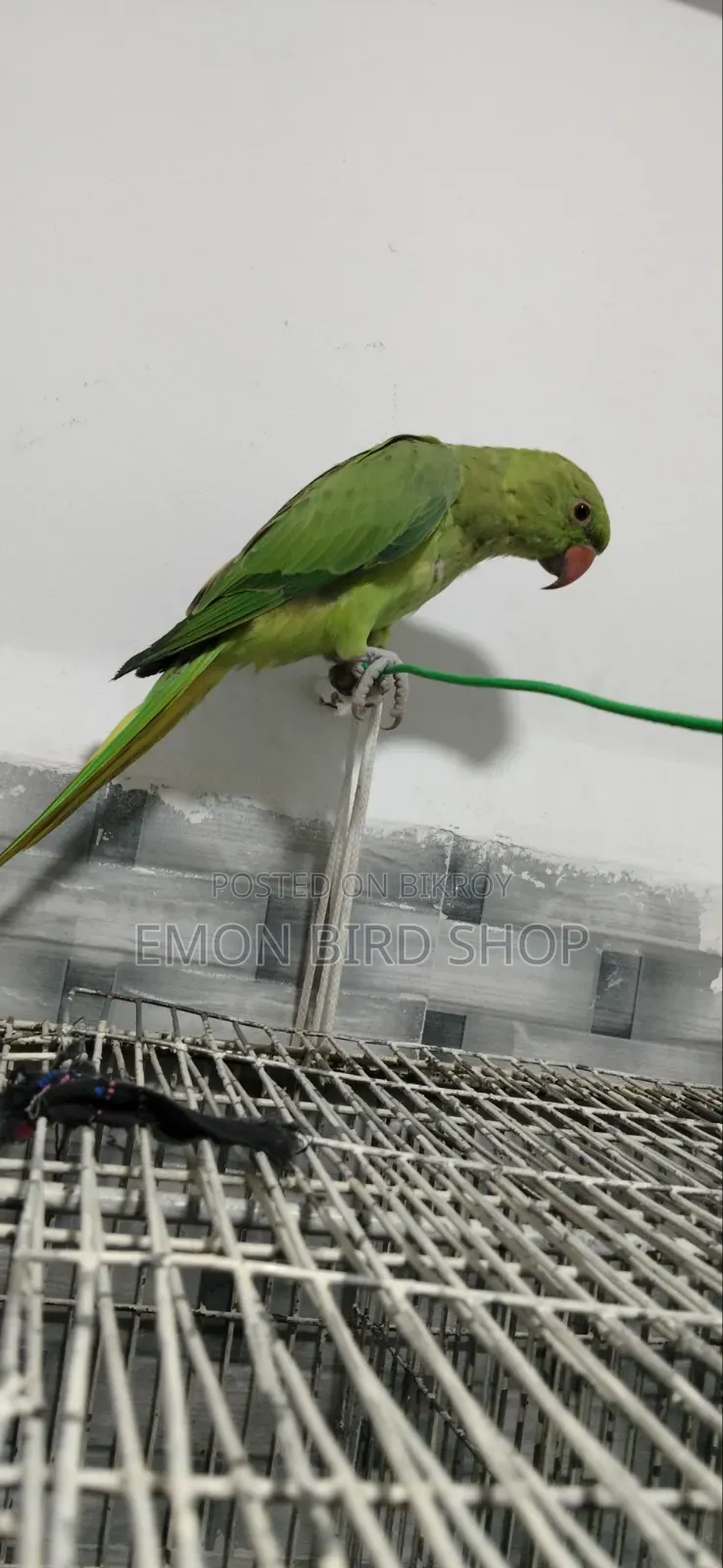 Indian Ringneck Parrot