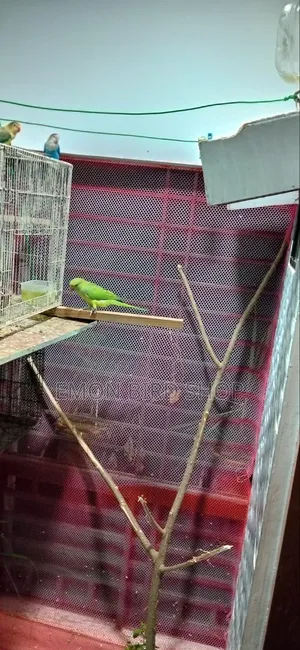 Indian Ringneck Parrot