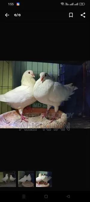বিগ সাইজ হোয়াইট কিং কবুতর