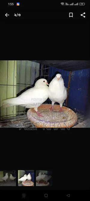 বিগ সাইজ হোয়াইট কিং কবুতর