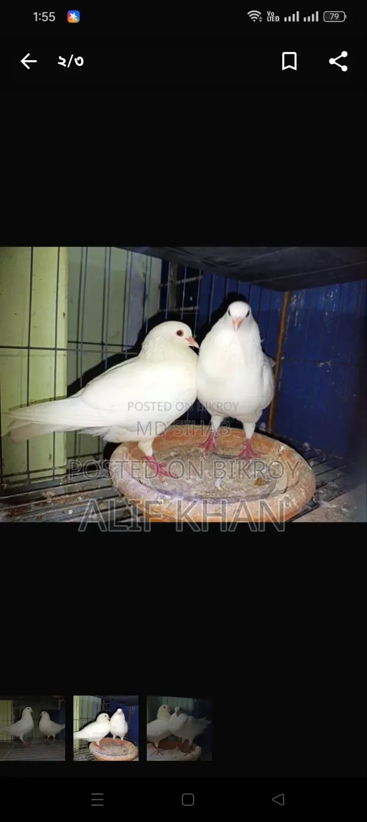বিগ সাইজ হোয়াইট কিং কবুতর