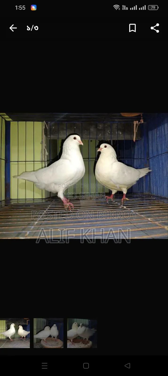 বিগ সাইজ হোয়াইট কিং কবুতর