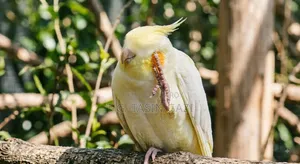 একটি হারানো বিজ্ঞপ্তি