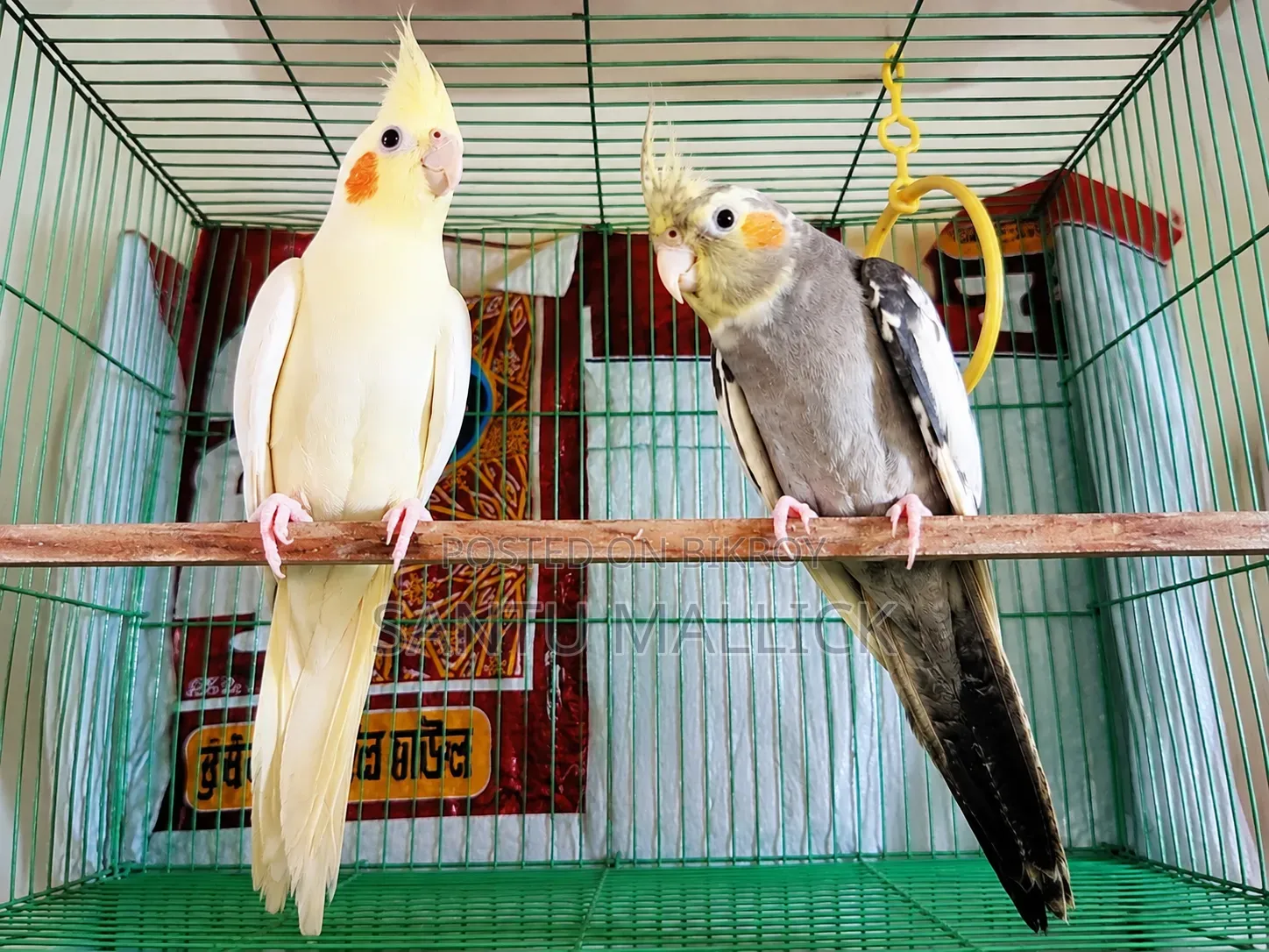 Cockatiel Bird (Master)