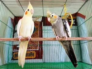 Cockatiel Bird (Master)