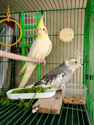 Cockatiel Bird (Master)