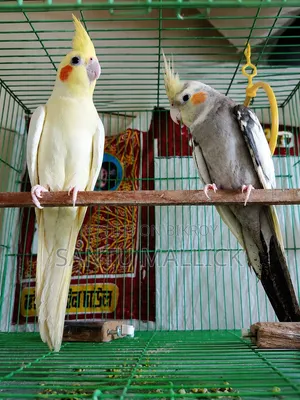 Cockatiel Bird (Master)