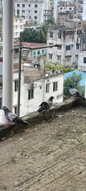 দেশি কবুতর