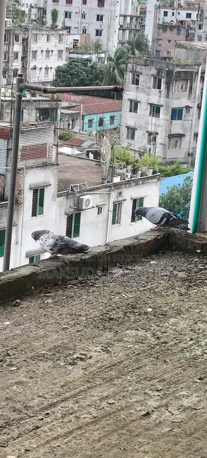 দেশি কবুতর