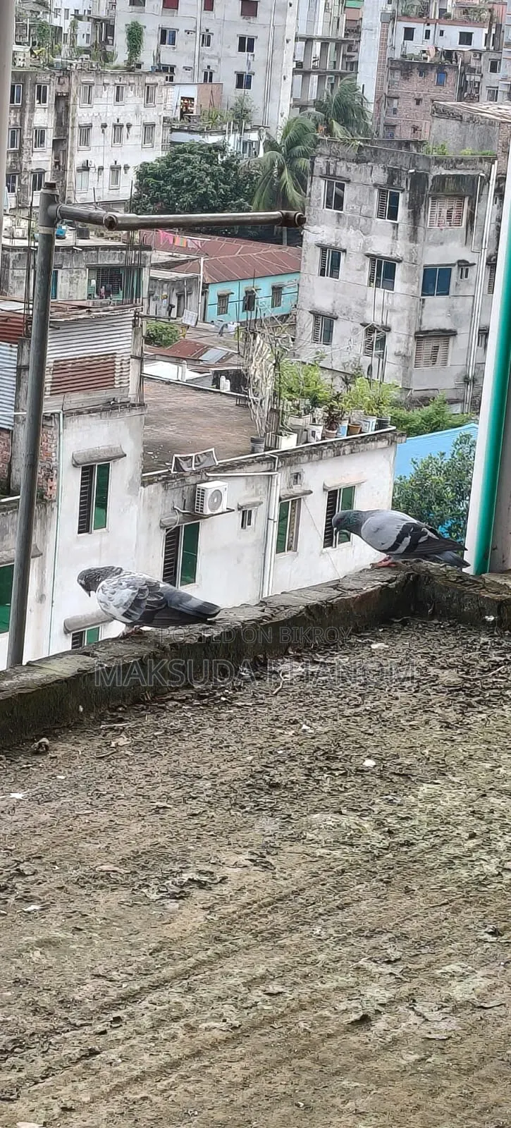 দেশি কবুতর