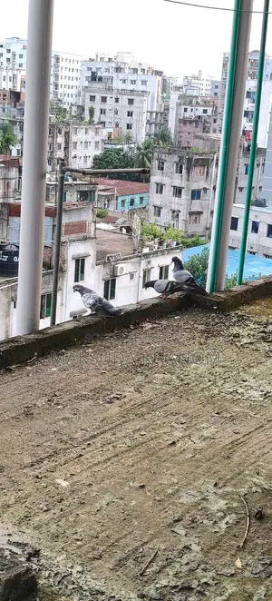 দেশি কবুতর