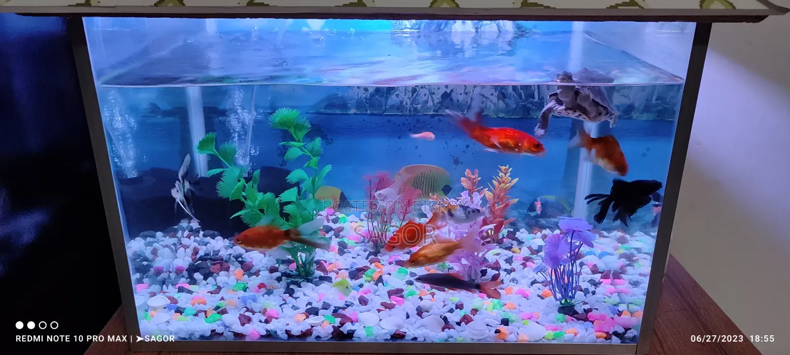 Aquarium Sale Post