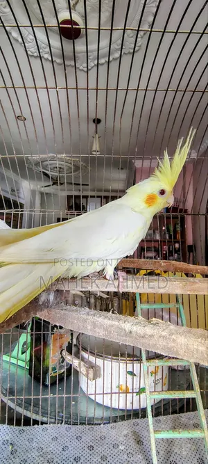 Lutino Cockatiel Pair