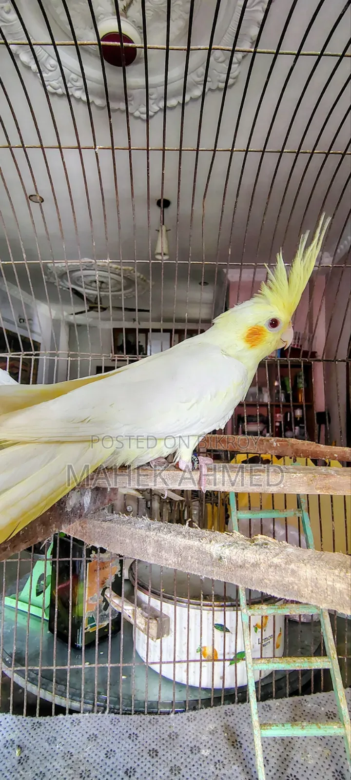 Lutino Cockatiel Pair