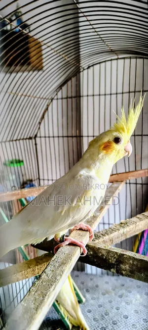 Lutino Cockatiel Pair