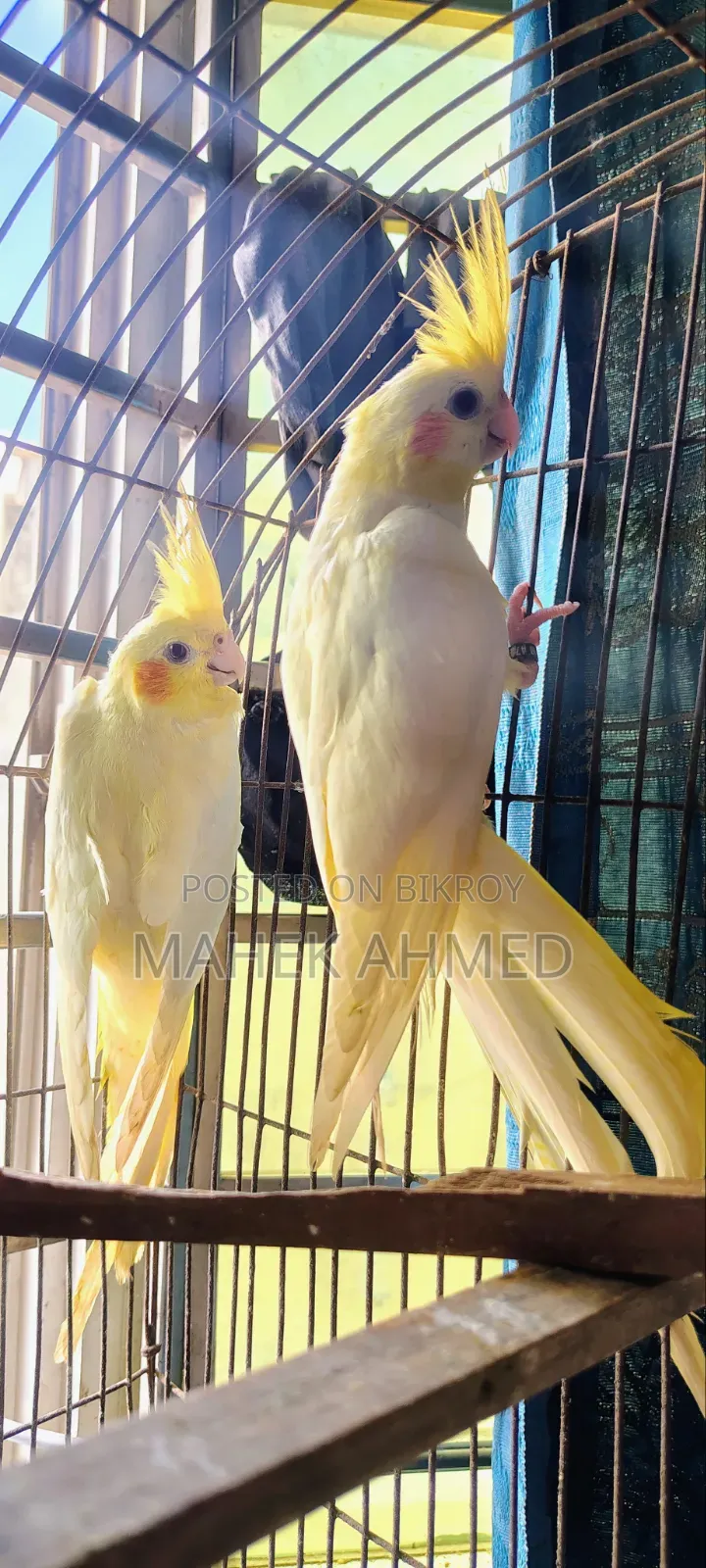 Lutino Cockatiel Pair