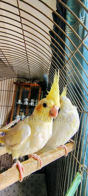 Lutino Cockatiel Pair