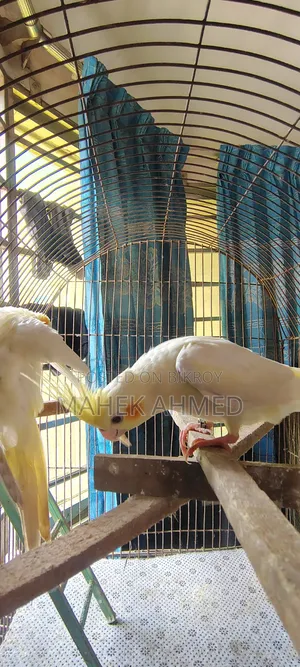Lutino Cockatiel Pair