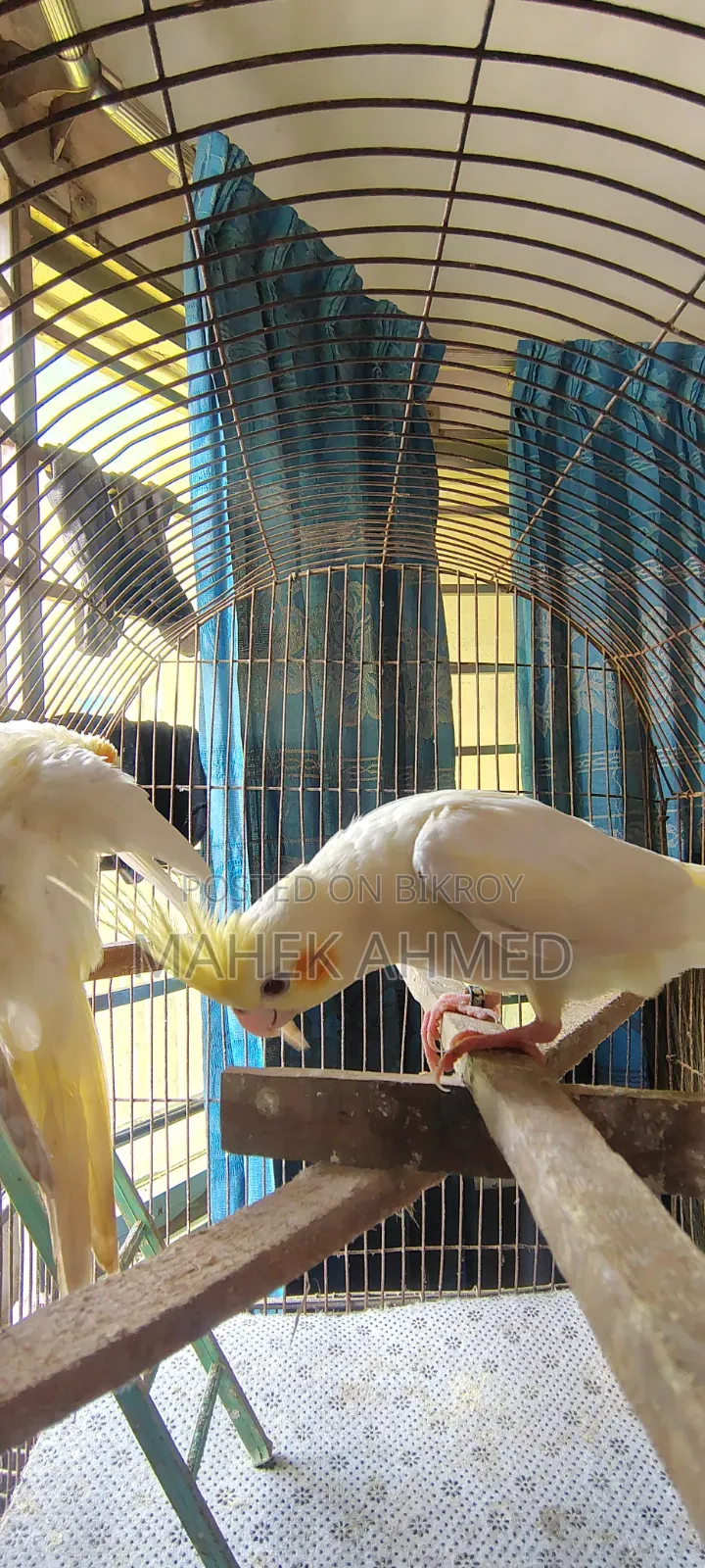 Lutino Cockatiel Pair
