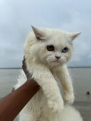 ৩-৬ মাসের পুরুষ খাঁটি পার্সিয়ান বিড়ালছানা