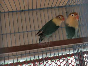 লাভ বার্ড রানিং পাখি