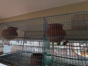 লাভ বার্ড রানিং পাখি